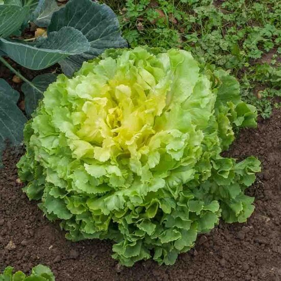 Endīvija 'Géante Maraîchère'